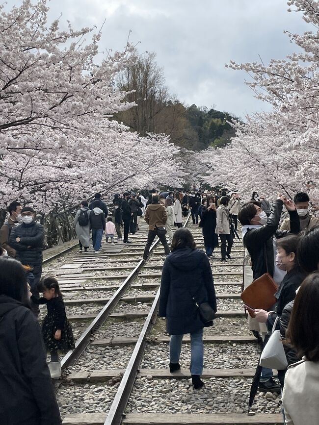 今回の桜の時期の京都散歩、満開予想を見て、ブノワ京都を予約<br />あれあれ予想より早い開花<br />その上、雨の天気予報<br />キャンセルしようか？<br />ドライバーが行くと言ったので、行ってみました