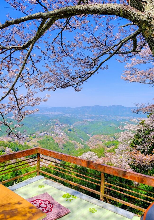 関西の桜の名所の一つ、山全体がピンクに染まる『吉野山』。見に行きたいと思いながら、ずっと後回しになっていました。九州在住のcheriko330さんも吉野の桜が見たいと前から希望されていて、それでは今春行きましょうということに...。<br /><br />吉野へは日帰りでも行けますが、遠くからcherikoさんが来られることもあって、泊まりがけで行くことになりました。吉野山の宿の数は限られているので早めの予約は必須。年によって見ごろは変化するので、いつ宿泊するか悩みながら、例年の見頃を参考に4/13に決定。<br /><br />ところが、今年の春の吉野山の見頃は極端に短く3日ほどだったそうで、訪れた時は下千本、中千本、上千本はすでに見頃は過ぎ、奥千本だけ満開状態ということに(&gt;_&lt;)<br /><br />そのような中でしたが、1日目は、下千本から中千本あたりを見てまわり、2日目に奥千本まで足を延ばしました。結果、奥千本や上千本の展望台から吉野ならではの美しい桜風景を楽しむことができ、とても満足のいく旅になりました。