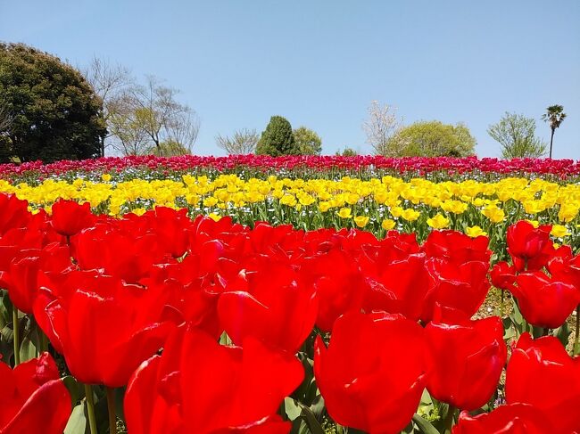 県営公園で見頃のチューリップ&#127799;を観賞してきました。日曜だったため、非常に沢山の人が訪れていました。<br />チューリップ&#127799;は、一部日焼けが始まっていましたが、ほぼ一番見頃だったと思います。<br />桜&#127800;は垂れ(八重咲き)が見頃でした。