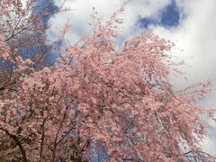 群馬へ！その②沼田公園桜まつり～沼田の人気蕎麦店である「山の音」へ