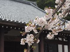 2022年　7年に一度の御開帳と枝垂れ桜の光前寺