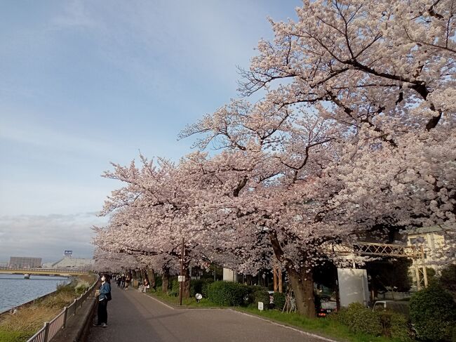 東京２０２２桜　【８】隅田川２