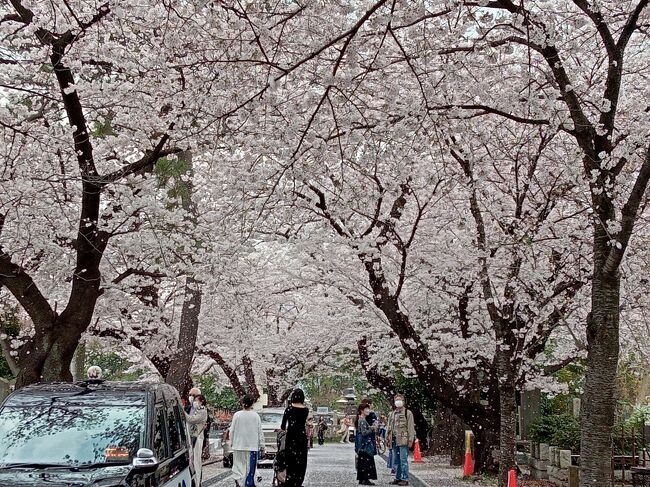 東京２０２２桜　【９】青山霊園
