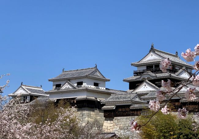 愛媛県で訪れたのは、城の中で最も新しい『松山城』。岡山にも松山城がありますが、愛媛（伊予の国）の城と区別するためにそちらは『備中松山城』と呼ばれています。岡山に『備中』が付くのであれば、こちらは『伊予』。しかし一般的には、『備中松山城』に対して、愛媛の城は『松山城』。別名は『勝山城』または『金亀城』と言います。この日はお天気も良ければ、桜の花もほぼ満開。美しい城が、更にその美しさを増していました。備中松山城と同じくこちらも現存12天守のひとつで、日本さくら名所100選、日本の歴史公園１００選にも選ばれている松山城。今回は蛇口から出てくるみかんジュースを飲みながら、城見学を楽しんだ私たちでした。