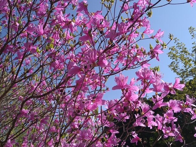 昨年、紫陽花を見に山口県小野田市の江汐公園を訪問しました。初めて訪問した公園でしたが、コバノミツバツツジが5万本が自生するツツジの名所だと知りました。<br /><br />桜の時期が終わり、そろそろ藤やツツジの開花情報が流れてくる今週末、どこに行こうかと考えていると、昨年行った「江汐公園」のことを思い出しました。もしや、コバノミツバツツジの開花時期では？ネットで調べると、コバノミツバツツジはちょうど見ごろのようです。行きたいと思っていた山口県立美術館で開催されている「ミネアポリス美術館日本絵画名品展」も最終日、ぎりぎり間に合った！週末のドライブは、山口方面で決定です。<br /><br />快晴の日曜日、コバノミツバツツジと日本画を見に山口方面にドライブ～♪。