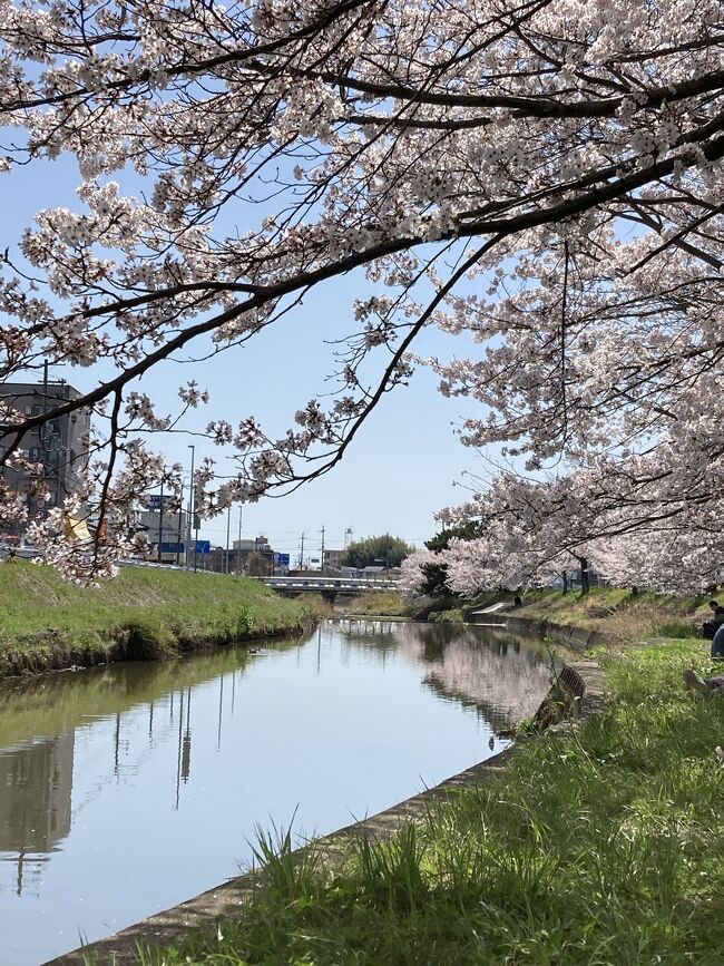 仕事で関西に行くついでに4/2に奈良にお花見をし（https://4travel.jp/travelogue/11746445）<br />仕事後そのまま東京に戻る予定だったのですが<br />・代休を取っている<br />・桜が残っている<br />・天気予報が晴れ<br />・試しに確認したらホテルがお安く取れてしまった<br />の4つの条件が重なってしまったため、帰京を1日延期してもう一度奈良にお花見をしに行ってきました。<br />
