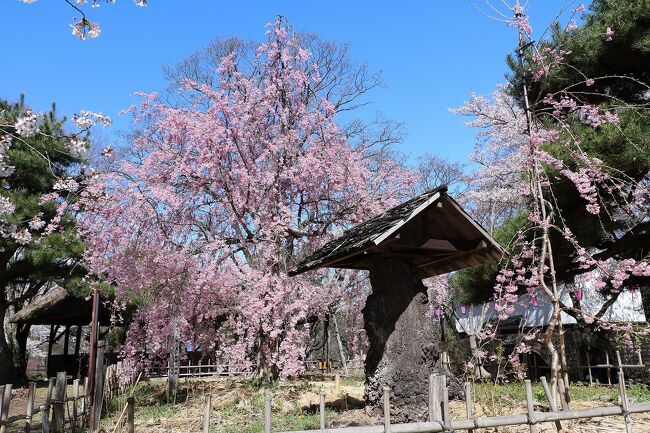 善光寺が7年に一度のご開帳が行われると言うことで、ＪＴＢ旅物語のツアーの長野県の有名な5つのお城（日本百名城）での花見と合わせて出かけて来ました。<br />今回の旅程は、<br />4月15日：新幹線で名古屋に行き、そこから特急しなの7号に乗り換えて塩尻駅で下車。その後バスで松本城、高遠城址公園を観光した後、立科町のホテルアルビエント蓼科に宿泊。<br />4月16日：バスで小諸城跡・懐古園、上田城跡公園観光後、善光寺参り。その後松代城跡を観光し、ＪＲ塩尻駅から特急電車と新幹線を乗り継いで帰宅しました。<br />例年だとこの時期が桜の満開なのですが、先週一気に暖かくなったせいか桜の花見の時期を逸してしまいました。<br />今回は２日目の午前中に観光した、小諸城跡・懐古園と上田城跡公園の観光の様子を紹介します。<br />この日は、昨日までの雨も止み、青空の下桜を楽しむことができました。<br />インターネットの開花状況では散り始めとのことでしたが、小諸城跡・懐古園の桜はとてもきれいでした。<br />表紙の写真は、懐古園のしだれ桜です。