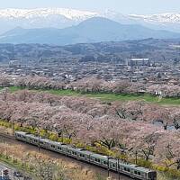 2022 大河原・船岡の一目千本桜（僅か１週間でつぼみから桜吹雪：涙）