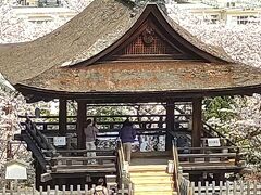 桜を求めて滋賀、京都、奈良へ　①