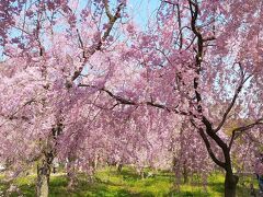 出遅れたけど、桜を求めて京都を歩く　②