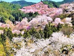 桜を求めて吉野山　③