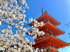 春休み！娘と行く桜に彩られた古都の街①～京都編