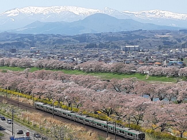 この１週前の旅行記「2022 花見山公園・開成山公園の桜（一目千本桜はまだつぼみ）」では、まだつぼみから殆ど開花していなかった一目千本桜。<br /><br />翌週にリベンジ！と思って訪れたのですが・・・<br /><br />なんとその間気温が連日の２５度で、１週間の間に桜が一気に咲いて満開になり、満開を通り過ぎて桜吹雪になっておりました。<br /><br />なんたること！<br /><br />ただ、行くと決めたら行きますので、会津の桜と七ヶ宿の桜、米沢／喜多方の桜と合わせてご覧ください。<br /><br />結果的には七ヶ宿と会津が満開、一目千本桜は散り際とはいえまだ楽しめる範囲で、行って正解でした。米沢と喜多方は五分咲きで、もう少しという所でしょうか。