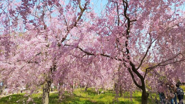 1日目後半は三井寺から戻って京都の桜が咲いてる所を歩きました。<br /><br />「そうだ京都に行こう」の桜開花情報やウェザーニュースを参考に選びました。桜の開花が天気予報と一緒に流れるのは日本独自だそうで他の花では無く<br />桜に日本人の思いを感じます、働いている時は何時開花したかも知らないうち<br />に散ってしまったのに、桜の開花がこんなに気になる時がくるなんて。