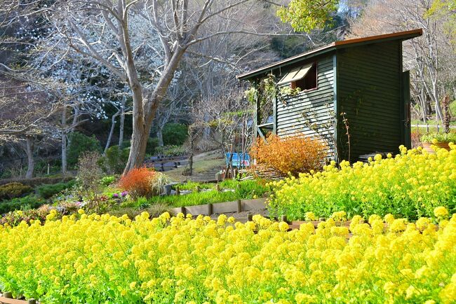 染井吉野が告げる日本の春。やはり桜は春気分を上げてくれる。<br />今回の旅、きっかけは香川の紫雲出山の桜。ここに行きたくて4トラベル幽霊会員の京都在住まやこに「ここ行きた～い♪」とLINEすると「行こう行こう！」と昨年から話が持ち上がったけど、ホントに行けるとは思わなかった...だって香川だよ？四国だよ？関東圏の私からしたらえらい遠く感じる未踏の地四国。<br /><br />まやこは「車で行こうね」って。<br />えっ車？？？？マジで？？？関東の私には四国を車で回るなんて考えもしなかったけど、まやこ曰く四国への往復は特急列車もないし飛行機もないと。現地でも車じゃないと不便だし...レンタカーでもいいけど結局京都の往復が困るってことで、私は前日京都入りして翌朝まやこカーでいざ出発！！<br /><br />ダイレクト香川でもいいけど行きはちょっと寄り道して倉敷1泊を組み込んで、帰りは私は神戸で降ろしてもらって1泊。<br />京都→倉敷→香川→神戸と大移動の4泊5日、どこに行っても満開の桜が出迎えてくれて、毎日青空が広がり最高の春旅だった♪<br />でも、贅沢なことを言わせてもらうと...正直なところ桜はもうお腹いっぱい(≧◇≦)<br /><br />プランナーの私が辺鄙なところばっかり指定するから、運転担当のまやこはえらい山道や細い道で泣きが入ってたけど、おかげで絶景がいっぱい見られて、ホントにホントにまやこには感謝しきれない！！お疲れ様でした！ありがとうまやこ(*´з`)<br />かなり足腰鍛えられた地形ばっかりだったけど、と～っても楽しかった♪<br />京都では先に北陸旅から京都入りしていたmilkちゃんとも合流～まぁ京都内でもあちこち移動したっけ（笑）<br /><br />何もかもがグッドタイミングだったような今回の旅。<br />こんなご時世、辛いこともたくさんあるけれど、旅に行けることは幸せです。行きたいところへ行けて食べたい物が食べられることへ心から感謝します。<br /><br />4月1日(Fri)京都泊 with milkちゃん<br />31日23:15東京→5:15京都 by夜行バス<br /><br />4月2日(Sat)倉敷泊 with まやこ<br />京都→倉敷 byまやこCar<br /><br />4月3日(Sun)香川泊 with まやこ<br />倉敷→香川 byまやこCar<br /><br />4月4日(Mon)神戸泊<br />香川→神戸 byまやこCar<br /><br />4月5日(Tue)帰京<br />神戸→羽田　byANA<br /><br />京都編：https://4travel.jp/travelogue/11747209<br />倉敷編：https://4travel.jp/travelogue/11747692<br />香川編：https://4travel.jp/travelogue/11748430<br />神戸編：https://4travel.jp/travelogue/11749365<br /><br />※布引ハーブ園の菜の花畑から
