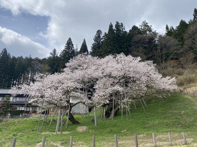 年年歳歳花相似たり～岐阜篇