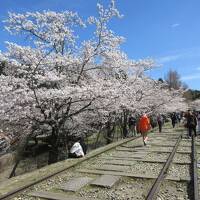 春の京都、桜の名所を巡る旅 ☆ 平野神社・府立植物園・蹴上インクライン・円山公園へ