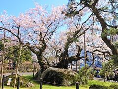 岩手県盛岡市にやっと春が来た。石割桜、材木町よ市、お茶餅、わんこそば、名勝・岩手山！
