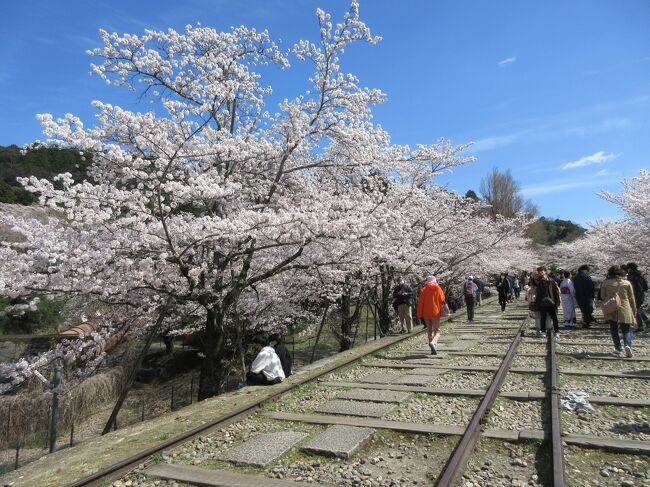 昨年秋の紅葉狩りに続いて、桜の名所巡りに行ってきました。<br />京都に桜満開宣言が出たのが3月30日、京都を訪れたのが4月1日から7日までということで、どこに行っても桜は満開で、桜の美しさを堪能することができました。<br /><br />1日目は平野神社、京都府立植物館、蹴上インクライン、円山公園<br />2日目は醍醐寺周辺と高瀬川沿い<br />3日目は哲学の道周辺と平安神宮周辺、祇園白川<br />4日目は上賀茂神社と千本釈迦堂、渉成園<br />5日目は原谷苑と大徳寺周辺<br />6日目は吉野山<br />7日目は泉湧寺周辺、を訪れました。<br /><br />この旅行記は1日目の記録です。<br />