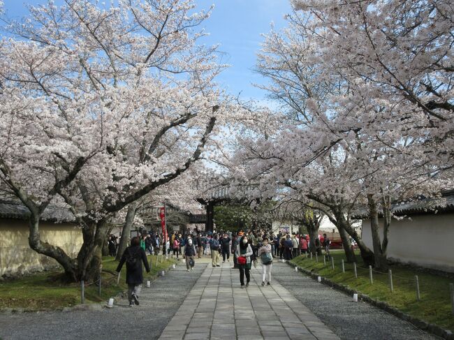 昨年秋の紅葉狩りに続いて、桜の名所巡りに行ってきました。京都に桜満開宣言が出たのが3月30日、京都を訪れたのが4月1日から7日までということで、どこに行っても桜は満開で、桜の美しさを堪能することができました。<br /><br />1日目は平野神社、京都府立植物館、蹴上インクライン、円山公園<br />2日目は醍醐寺周辺と高瀬川沿い<br />3日目は哲学の道周辺と平安神宮周辺、祇園白川<br />4日目は上賀茂神社と千本釈迦堂、渉成園<br />5日目は原谷苑と大徳寺周辺<br />6日目は吉野山<br />7日目は泉湧寺周辺、を訪れました。<br /><br />この旅行記は2日目の記録です。<br />