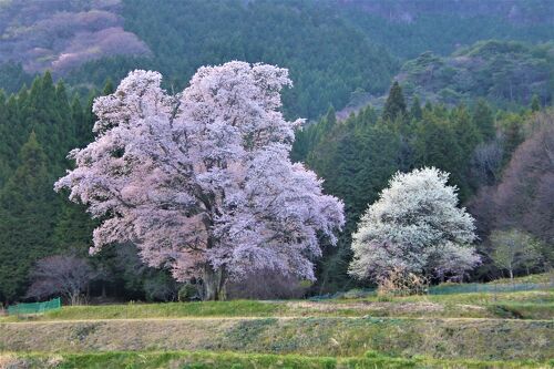 2022年東城1本桜巡り 千鳥別尺のヤマザクラと6年ぶり3度目の逢瀬
