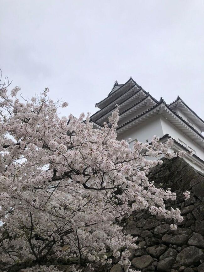 なかなか、満開の桜を観る機会がないまま春が終わりそうなので、一念発起？して会津.鶴ヶ城へ…<br />一度、リバティ号に乗って会津へ行きたいとも思っていたので…