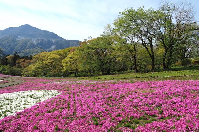 やっぱりゴールデンウィークを待てずに秩父日帰り行ってきました～<br /><br />半年ぶりの秩父旅行になります。<br /><br />最後に羊山公園の芝桜を見たのは3年前。<br />一昨年は閉鎖されていたし、去年も外出自粛のお願いということで、<br />私もホント、今年は楽しみにしていました。<br /><br />開花状況はというと、たぶん今週末あたり見頃を迎えるという感じでしょうか。<br />でも見頃ともなると混雑は避けられないし、<br />このタイミングで見ることができて、良かったです。<br /><br />芝桜を堪能した後は、秩父市内も少し散策。<br /><br />今回往復ともに西武鉄道の特急ラビューを利用しました。<br />