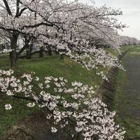 桜を巡る旅　ーーー　角館・弘前・津軽