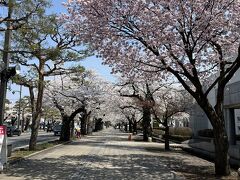 初めての青森　桜を求めて十和田