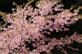 伊豆湯ヶ島温泉　優雅な春旅♪　Vol.19 ☆昭和のロマン「湯道」♪