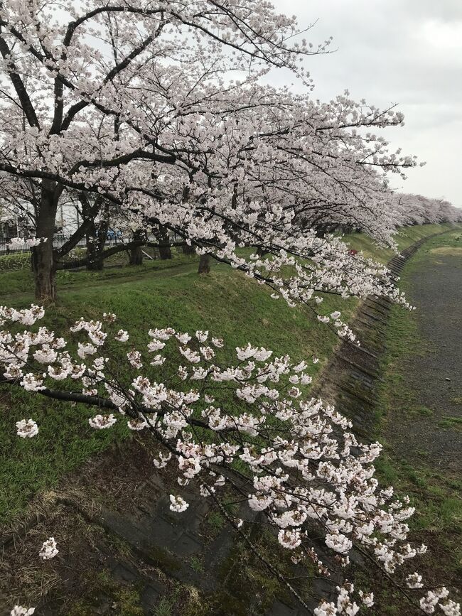 運よく桜の時期に旅することになった。