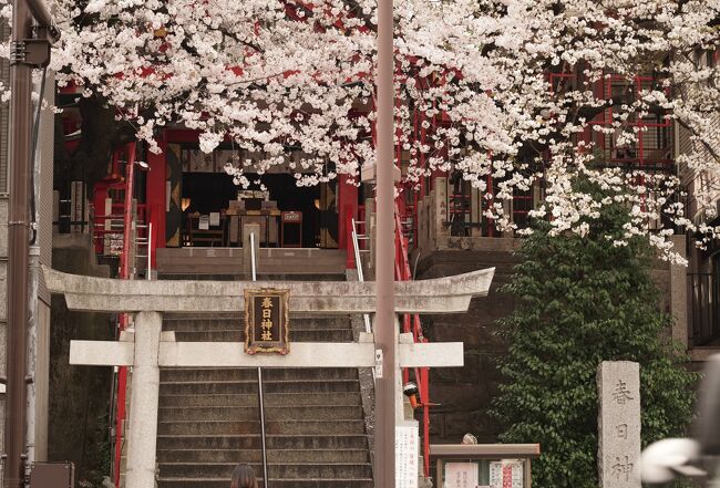 Japan　病院の待ち時間に芝公園へ7　～ミツバチばあやの冒険～