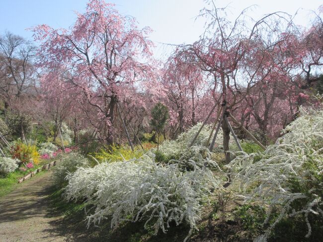 昨年秋の紅葉狩りに続いて、桜の名所巡りに行ってきました。京都に桜満開宣言が出たのが3月30日、京都を訪れたのが4月1日から7日までということで、どこに行っても桜は満開で、桜の美しさを堪能することができました。<br /><br />1日目は平野神社、京都府立植物館、蹴上インクライン、円山公園<br />2日目は醍醐寺周辺と高瀬川沿い<br />3日目は哲学の道周辺と平安神宮周辺、祇園白川<br />4日目は上賀茂神社と千本釈迦堂、渉成園<br />5日目は原谷苑と大徳寺周辺<br />6日目は吉野山<br />7日目は泉湧寺周辺、を訪れました。<br /><br />この旅行記は５日目の記録です。<br />