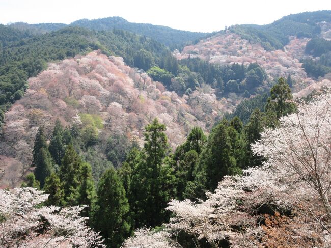 昨年秋の紅葉狩りに続いて、桜の名所巡りに行ってきました。京都に桜満開宣言が出たのが3月30日、京都を訪れたのが4月1日から7日までということで、どこに行っても桜は満開で、桜の美しさを堪能することができました。<br /><br />1日目は平野神社、京都府立植物館、蹴上インクライン、円山公園<br />2日目は醍醐寺周辺と高瀬川沿い<br />3日目は哲学の道周辺と平安神宮周辺、祇園白川<br />4日目は上賀茂神社と千本釈迦堂、渉成園<br />5日目は原谷苑と大徳寺周辺<br />6日目は吉野山<br />7日目は泉湧寺周辺、を訪れました。<br /><br />この旅行記は6日目の記録です。<br />