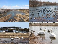 2022.4　ハクチョウの飛来で始まる道北の春　旭川市