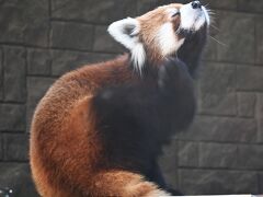 レッサーパンダはかわゆい !!! 浜松市動物園