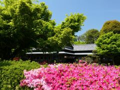 「つつじが岡第二公園」のツツジ_2022_見頃が始まっていました。綺麗です。（群馬県・館林市）