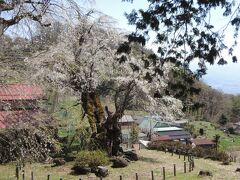 “里山ウォーク”まだまだ綺麗なサクラが咲いている