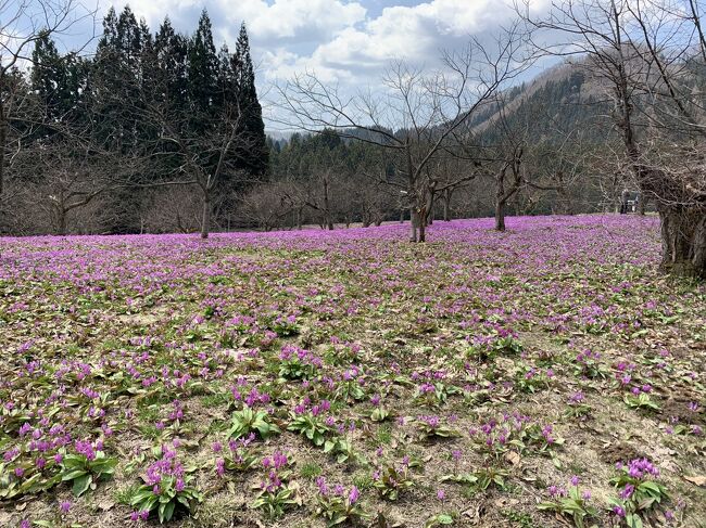 角館周辺で、花が咲いているとの、新聞情報で、仕事場の同僚たちと、行ってみました。