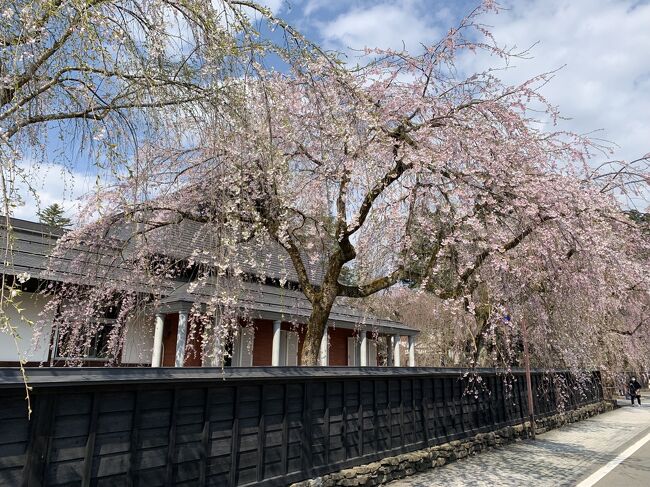 角館の花巡り(武家屋敷通のしだれ桜を見に行く)