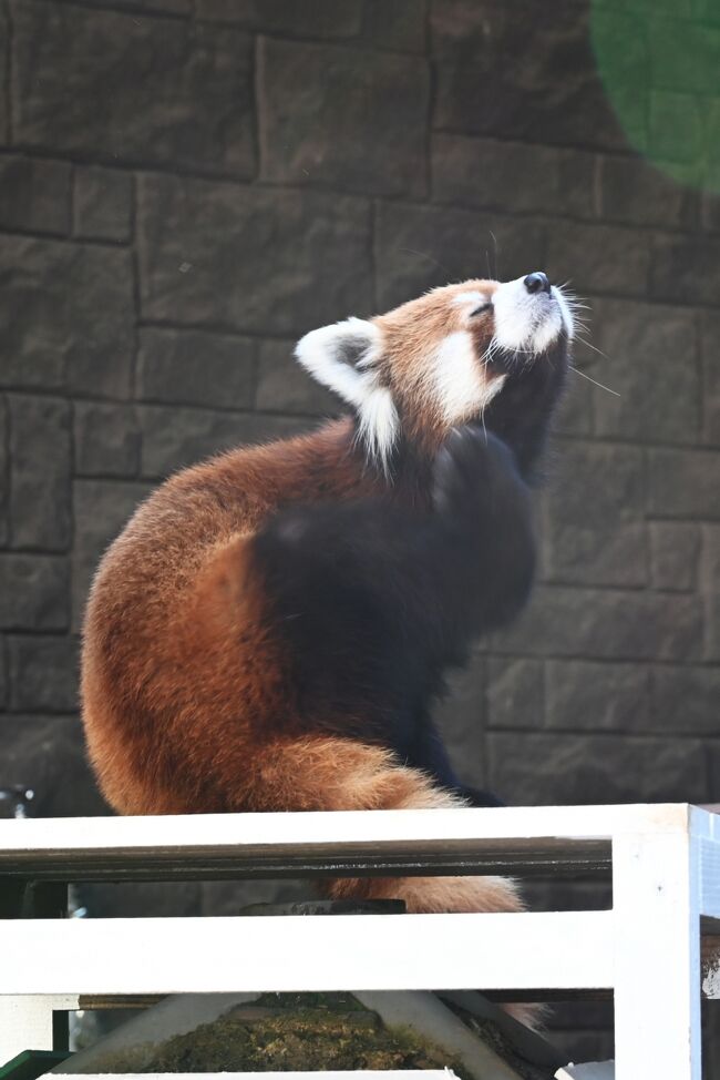 今日は浜松市動物園に行きます。ここには立ち姿の見事さで全国的に名が知れた風太の子供チイタがいます。和歌山から嫁入りしたキララとの間に双子をもうけました。子供たちの名前はミライとアラタです、名前を聞くとどちらも男の子と思いますがアラタは女の子です。私はアラタと聞くとつい古田新太さんの顔を思い浮かべてしまいます。もう少し女の子らしい名前は無かったのか？