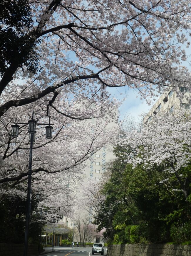 品川駅をスタートのコース。<br /><br />都内の桜を楽しみました。<br />まだ一度も行ったことのない高輪ゲートウェイ駅がゴールでした。<br /><br /><br />