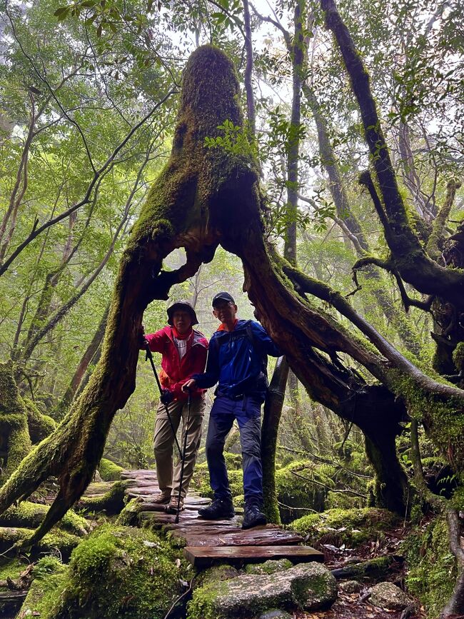 日本人なら誰もが一度は訪れてみたい屋久島。ようやく行くことができました。<br /><br />初日は鹿児島空港から飛行機で上陸し、レンタカーで「紀元杉、ヤクスギランド(150分コース)」に向かいました。いきなり、これぞ屋久島 !! という原始からの空気感に触れられてテンション上がります。4時間20分位で二つを回れました。<br /><br />二日目はベルトラで予約していたプライベートガイドツアーで「白谷雲水峡」へ。小雨模様で霧が濃くて視界が悪いため、太鼓岩に行く予定を変更し、三本槍杉の方に登る奉行杉コースを歩いてから苔むす森まで進んで折り返しました。もののけ姫の世界と言われるだけあって、素晴らしい苔や杉がおりなす原始の風景を5時間30分ほどかけて体感できました。<br /><br />三日目も同じガイドさんにお世話になり屋久島の森の主「縄文杉」へ。長時間のトレッキングにやや不安がありましたが、適度な歩行スピードや休憩、そして色々な話をしてもらいながら歩いていたので、9時間45分で20kmを無事歩き通すことができました。みんながそこまでして見たいと思うだけのダイナミックで存在感のある縄文杉でした。雨の多いと言われる屋久島にあって好天の中、爽やかな風が心地よかったです。<br /><br />二日間ガイドにお世話になりましたが、やはり色んな話や地元の情報なども聞けますし、レンタカーで登山口まで狭い道を運転していかなくてもよいというメリットもあります。レンタカー代の事も踏まえると、個人ガイドにして良かったと感じました。<br /><br />四日目は昼のフライトまでの間に、大川の滝、千尋の滝、龍神の滝、トローキの滝を滝巡りしましたが、直前に雨の日が少なくて、期待したような迫力ある水量ではありませんでした。<br /><br />今回初上陸の屋久島でしたが、予想以上に自然が素晴らしく、まだまだ訪れてみたい場所も多いので、次回来るのが楽しみになりました。<br /><br />ホテルはサンカラリゾート&amp;スパでしたが、アジアのアマンリゾートを感じさせる雰囲気とホスピタリティー、美味しい食事には感激しました。とても高級なラグジュアーホテルなので気軽には泊まれませんが、こちらもまた訪れてみたいホテルとなりました。<br /><br />前日の紀元杉・ヤクスギランドはコチラ<br />https://4travel.jp/travelogue/11749271<br /><br />白谷雲水峡を10分弱のビデオにしてみました<br />https://youtu.be/EJmbTPJgbyU