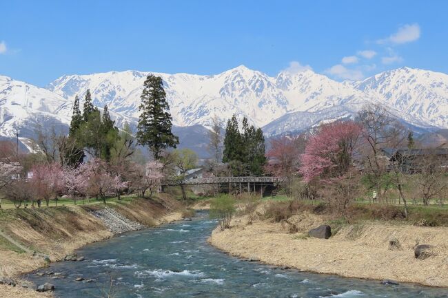 高遠城址公園の桜見物を諦め「白馬村」を訪れました。桜は見頃とあったので、「大出の吊り橋」に期待を寄せて行きました。幸いにも天候に恵まれこの上ない景観に出会うことが出来ました。また安曇野から白馬までの道すがら北アルプスの光景が、大変美しく何度も車を止めてシャッターを切りました。最後は蓼科から見る八ヶ岳も素晴らしく、大変良い思い出を作ることが出来ました。