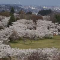 春旅　八戸市の桜を愛でる