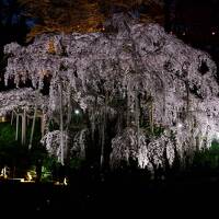 福島桜巡り　その３