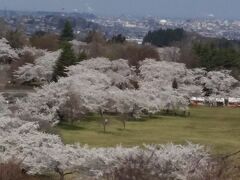 春旅　八戸市の桜を愛でる