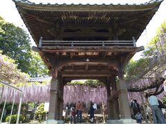 北九州市近郊・吉祥寺の「藤」岡湊神社の「なんじゃもんじゃ」の花を愛でるドライブ