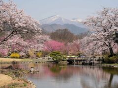 福島桜巡り　その２