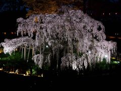 福島桜巡り　その３